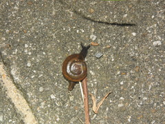 Macrochlamys nitidissima