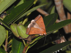Ophiusa trapezium