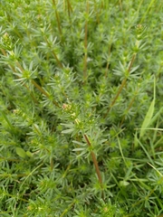 Galium album