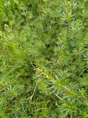 Galium album