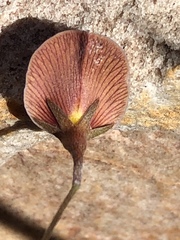 Lotononis filiformis