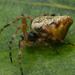 Cyclosa conica - Photo (c) Biopix, algunos derechos reservados (CC BY-NC)