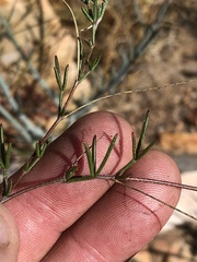 Lotononis filiformis