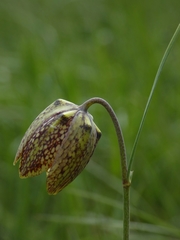 Fritillaria montana