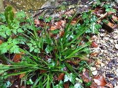 Carex sylvatica