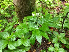Cardamine heptaphylla