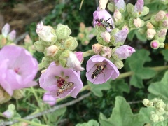 Closterocoris amoenus