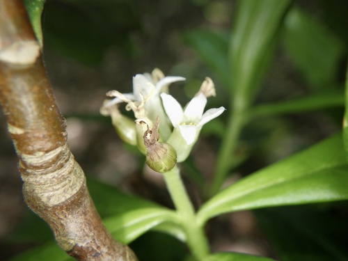 Daphne miyabeana iNat (3)