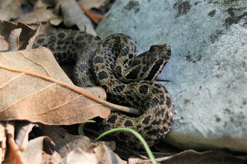 Photo of a Tamaulipan Rock Rattlesnake (Crotalus morulus)