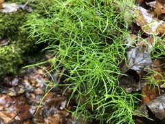 Moehringia muscosa