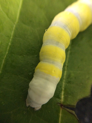 Pyreferra hesperidago