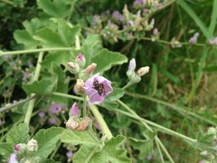 Closterocoris amoenus
