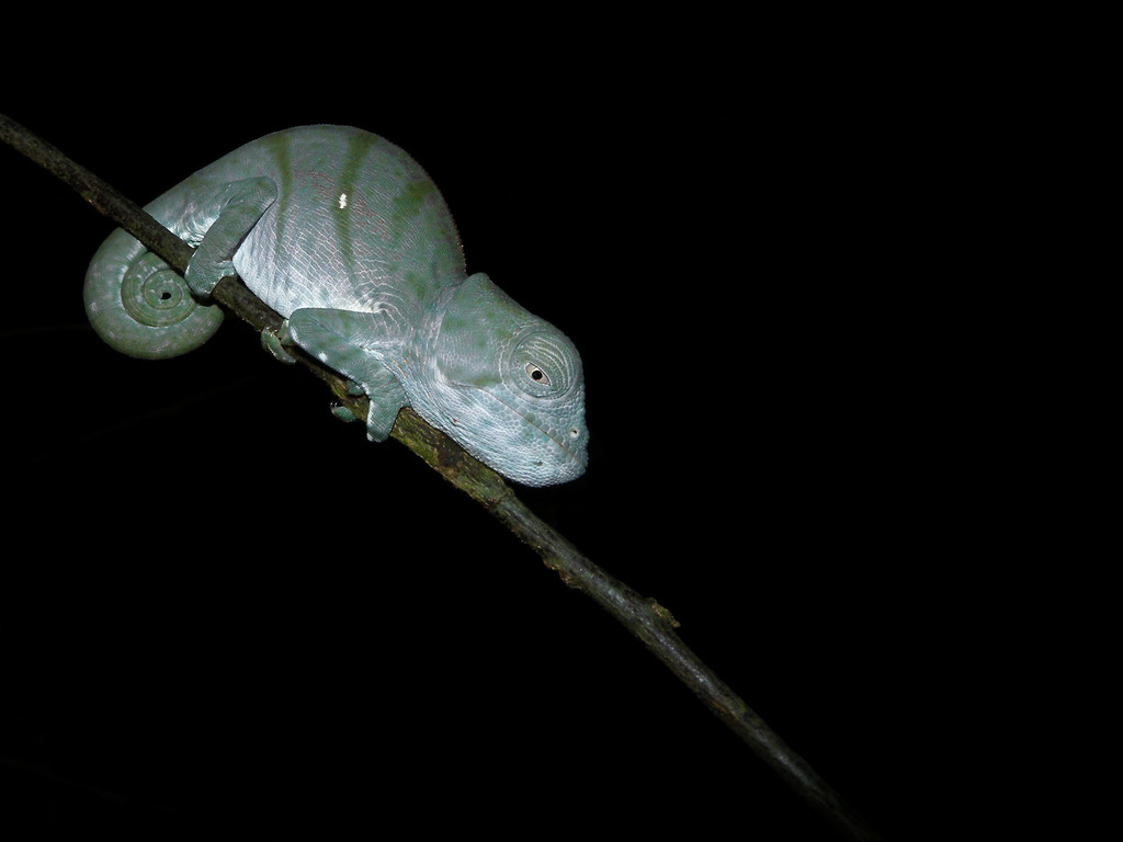 Parson's Chameleon