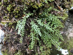 Asplenium fontanum