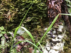 Melica nutans