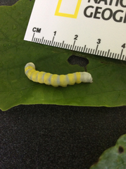 Pyreferra hesperidago