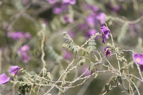 Morkillia mexicana, photograph 5