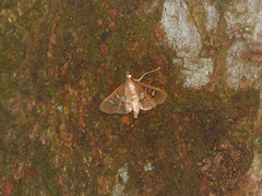 Glyphodes crithealis