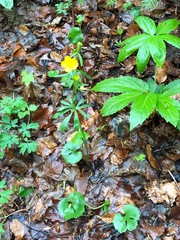Ranunculus auricomus