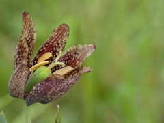 Fritillaria montana