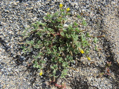 Lotus halophilus