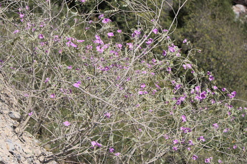 Morkillia mexicana, photograph 4