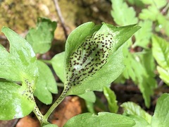 Puccinia adoxae
