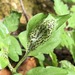 Puccinia adoxae - Photo (c) Jason Grant, some rights reserved (CC BY), uploaded by Jason Grant