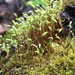Creeping Feather-Moss - Photo (c) Jason Grant, some rights reserved (CC BY), uploaded by Jason Grant