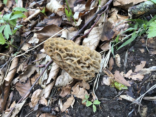 Morchella esculenta — (c) Jason Grant, some rights reserved (CC BY)