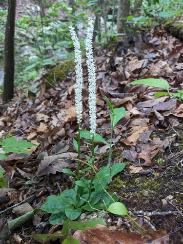 Image of Chamaelirium luteum by (c) Alaina Krakowiak, some rights reserved (CC BY)