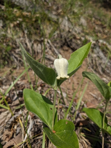 Image of Clematis coactilis by (c) Alaina Krakowiak, some rights reserved (CC BY)