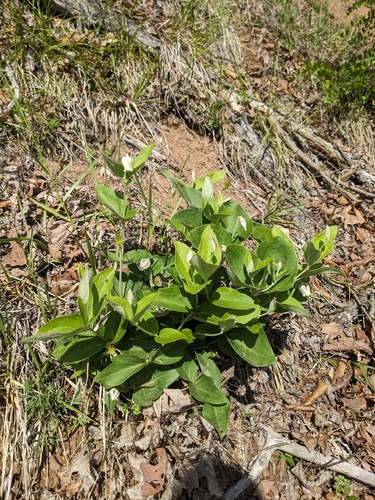 Image of Clematis coactilis by (c) Alaina Krakowiak, some rights reserved (CC BY)