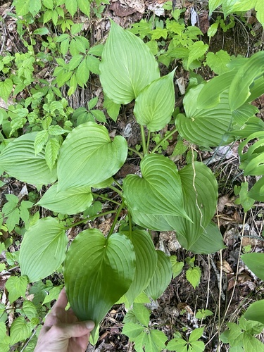 Scented hosta (Hosta plantaginea)