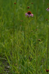 Echinacea atrorubens
