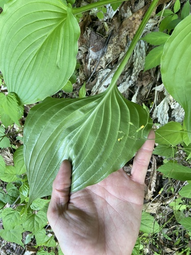Hosta plantaginea