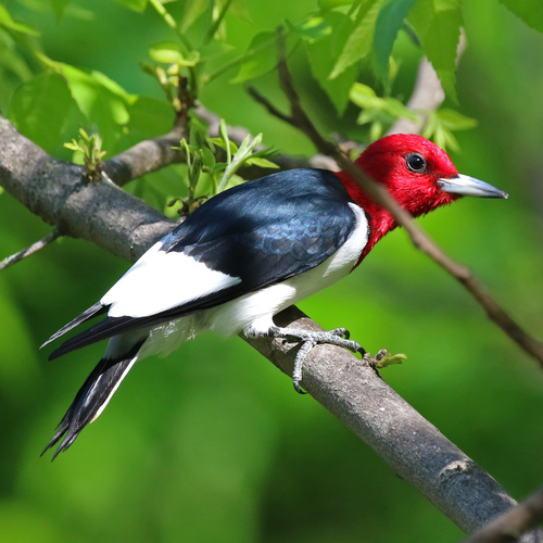 Red-headed Woodpecker
