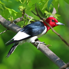 Red-Headed Woodpecker photo 2