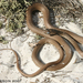 Red Coachwhip - Photo (c) 2011 Todd Pierson, some rights reserved (CC BY-NC)