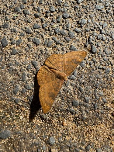 Emesis diogenia