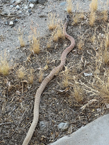 iNaturalist observation photo of Common Coachwhip