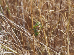 Parasteropleurus balearicus