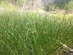 Eleocharis bifida