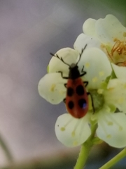 Pelonides quadripunctata