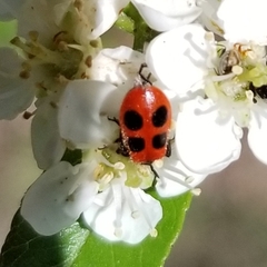 Pelonides quadripunctata