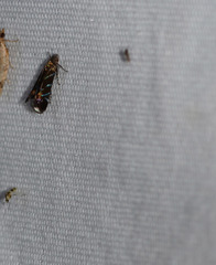 Strobisia proserpinella