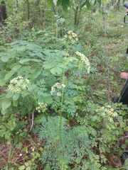 Thaspium pinnatifidum