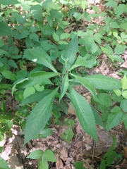 Vernonia flaccidifolia