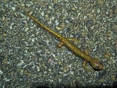 Liaoning Clawed Salamander photo 2