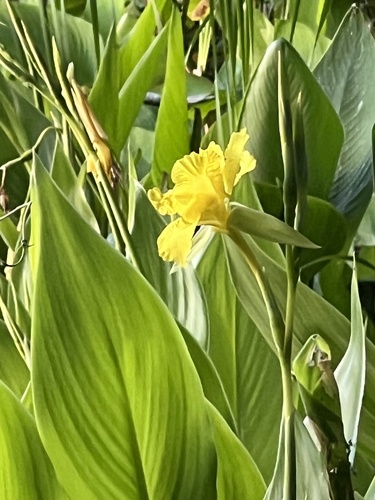 Bandanna of the Everglades (Canna flaccida)